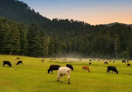 Dalhousie Wildlife Adventure