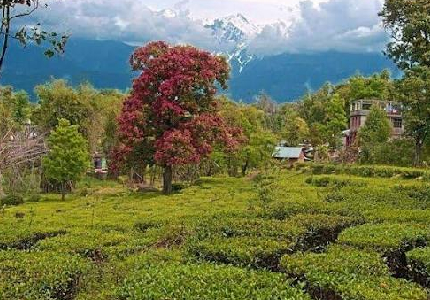 Dharamshala Himalayan Discovery