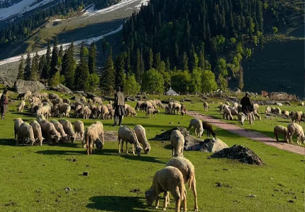 Chandigarh to Srinagar 5 Days Tour Package – Scenic Kashmir Escape