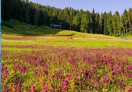 Chandigarh to Srinagar 5 Days Tour Package – Scenic Kashmir Escape
