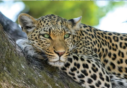 Dalhousie Wildlife Adventure Tour From Amritsar